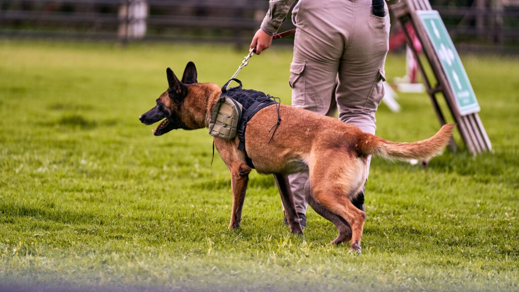 pexels-photo-37107256-37107256 A police dog in harness participating in training outdoors with handler on a grassy field.